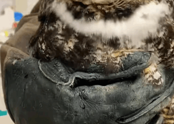 C1310024_Rescued an injured owl was helplessly crying help then_part2