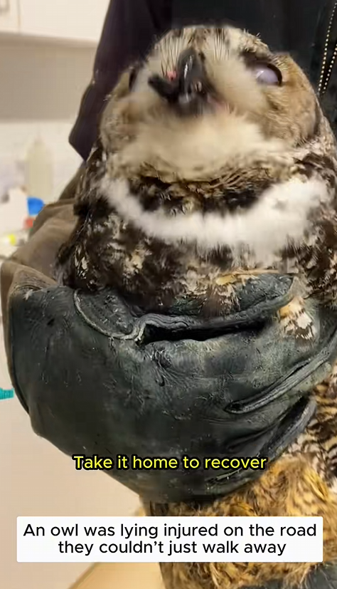 C1310024_Rescued an injured owl was helplessly crying help then_part2