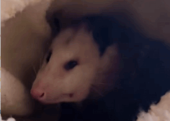 C1310025_Rescued poor injured opossum #opossum #opossumsoftiktok #pets #shor…_part2