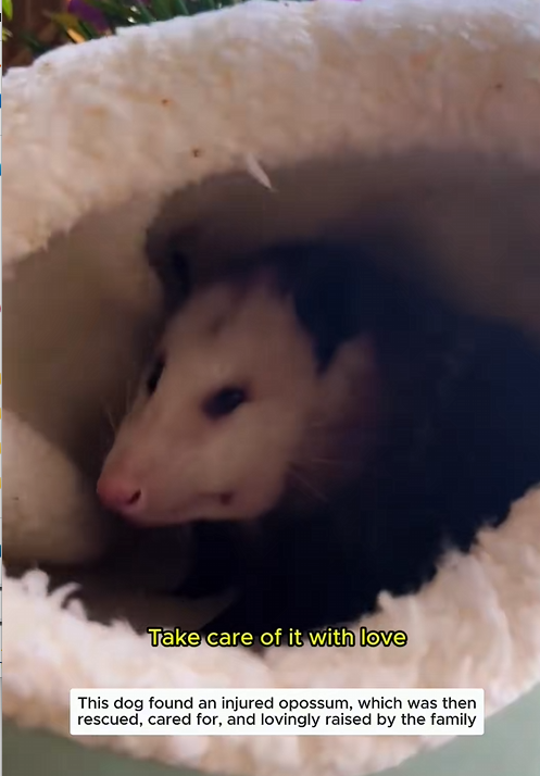 C1310025_Rescued poor injured opossum #opossum #opossumsoftiktok #pets #shor…_part2