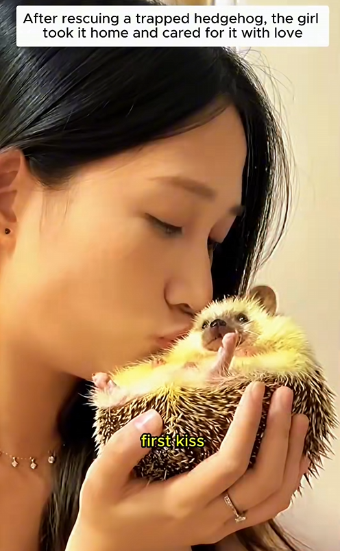 C1310026_kind girl rescued trapped hedgehog #hedgehog #hedgehogsoftiktok_part2