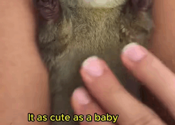 C1310027_cute otter pet #otter #ottersoftiktok #pets #shorts #rescueanimals_part2