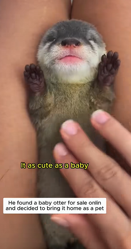 C1310027_cute otter pet #otter #ottersoftiktok #pets #shorts #rescueanimals_part2