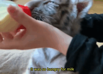 C1310028_White tiger pet #whitetiger #tiger #tigercub #tigersoftiktok #pets #b…_part2