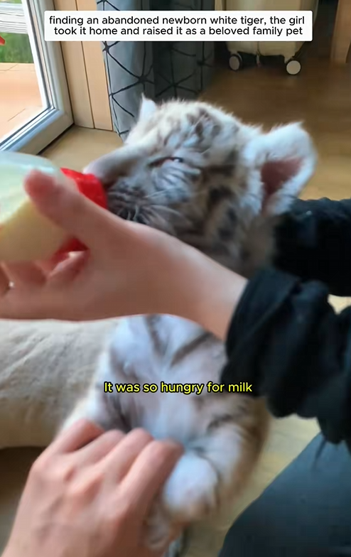 C1310028_White tiger pet #whitetiger #tiger #tigercub #tigersoftiktok #pets #b…_part2