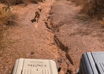 C1310029_Wolf rescued released returns to man home remarkable ges…_part2