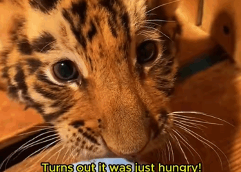 C1310030_Adopted an orphaned tiger cub #tiger #tigersoftiktok #tigercub #bigca…_part2