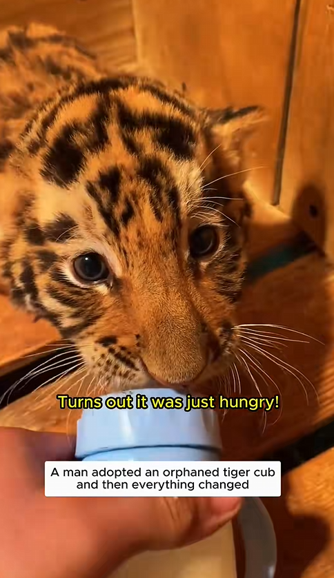 C1310030_Adopted an orphaned tiger cub #tiger #tigersoftiktok #tigercub #bigca…_part2