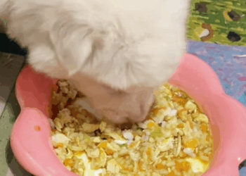 C1410001_Rescue poor puppy_part2