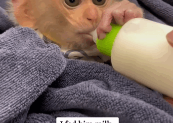 C1410002_Rescue poor monkey_part2