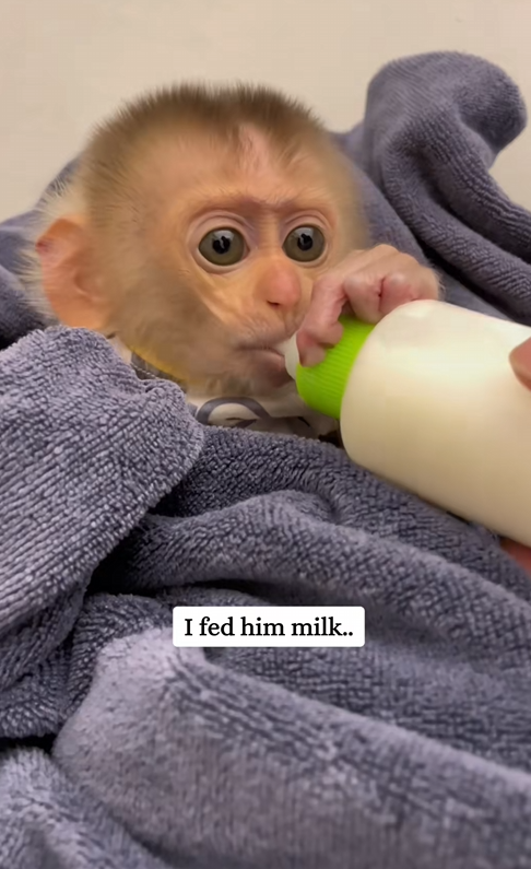C1410002_Rescue poor monkey_part2
