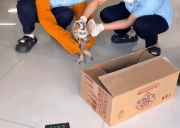 C1410004_Rescue poor owl then #rescue #fyp #animals #save #owl_part2