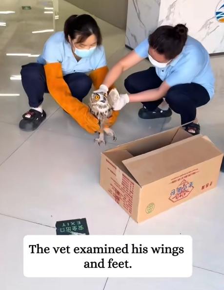C1410004_Rescue poor owl then #rescue #fyp #animals #save #owl_part2