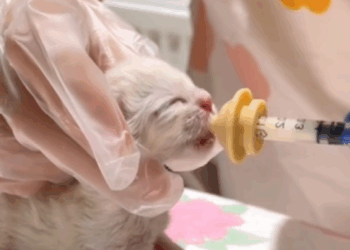 C1410005_save cats_part2