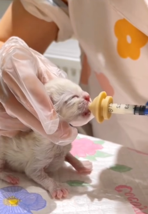 C1410005_save cats_part2