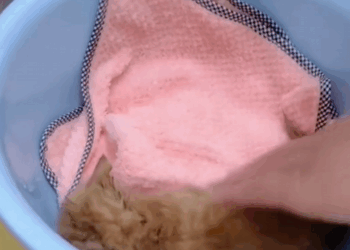 C1410006_lovely cat animals. let join hands to protect care animals_part2