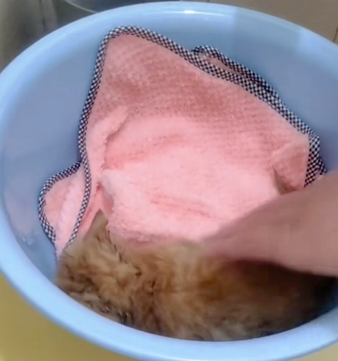 C1410006_lovely cat animals. let join hands to protect care animals_part2