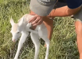 C1410007_Perhaps because deer was different, it was driven away by her…_part2