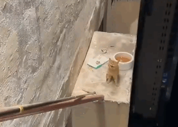 C1410008_Kindness goes long way, especially those paws! Let sprea…_part2