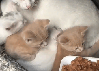 C1410009_Kindness goes long way, especially those paws! Let spread_part2