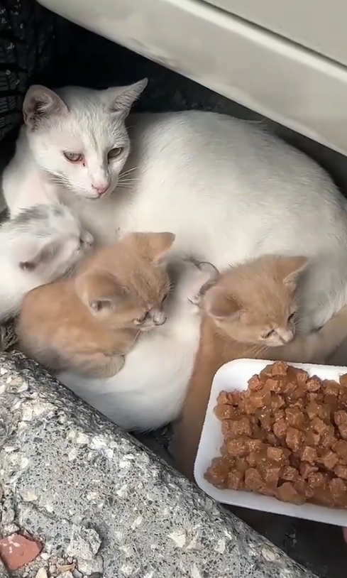 C1410009_Kindness goes long way, especially those paws! Let spread_part2