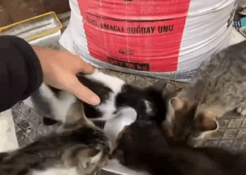 C1410010_kindness, generosity, compassion make world of difference in th…_part2