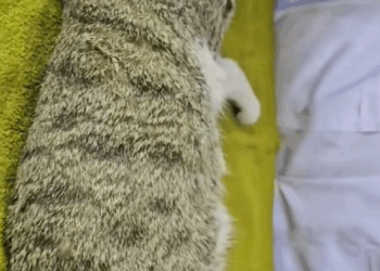 C1410011_rescue kitten ferocious eagle_part2