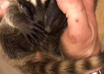 C0210009_rescued drowning little raccoon in pool, surprisingly, it w…_part2