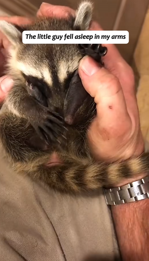 C0210009_rescued drowning little raccoon in pool, surprisingly, it w…_part2