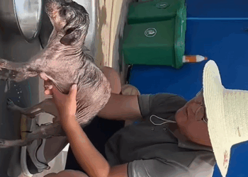 C1410012_rescue homeless dogs without homes#animals #rescue #rescueanimals #pu…_part2