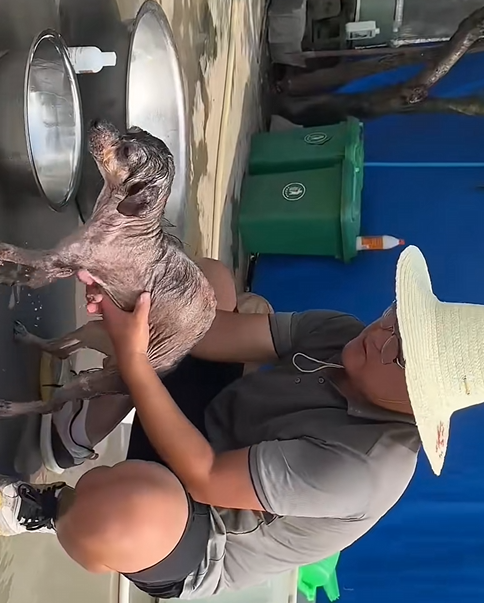 C1410012_rescue homeless dogs without homes#animals #rescue #rescueanimals #pu…_part2