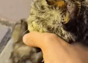 C1410013_rescue kittens#animals #rescue #rescueanimals #rescuecat #cat_part2