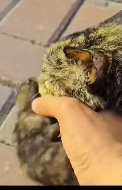 C1410013_rescue kittens#animals #rescue #rescueanimals #rescuecat #cat_part2
