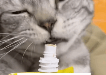 C1410014_saved little cat was stuck in floor tile…#animals #fyp…_part2