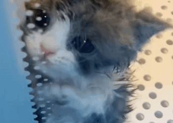 C1410015_Oh my goodness,there little kitten lost his mom!#annmal #animals_part2