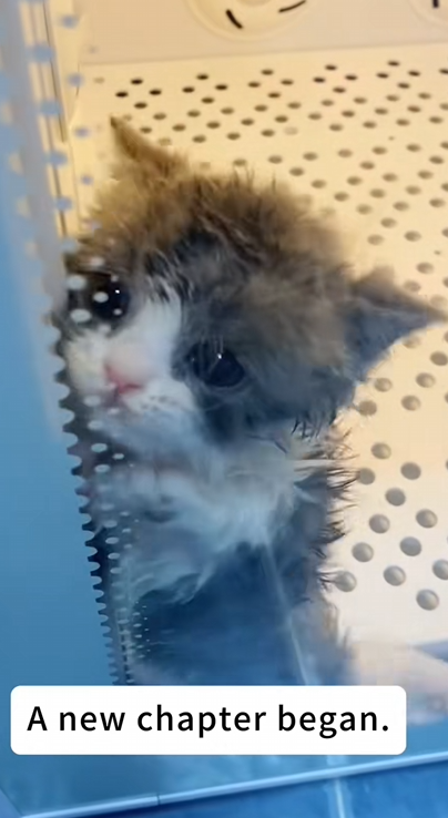 C1410015_Oh my goodness,there little kitten lost his mom!#annmal #animals_part2