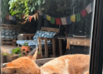 C1410016_man found sleeping fox in his pool then_part2