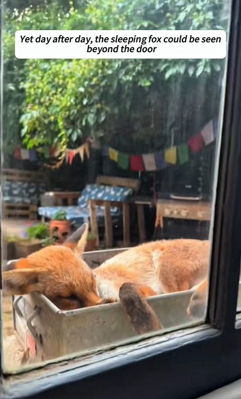 C1410016_man found sleeping fox in his pool then_part2
