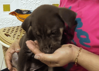 C1410017_Rescue puppy #rescue #animals #rescueanimals #rescuedog #puppy_part2