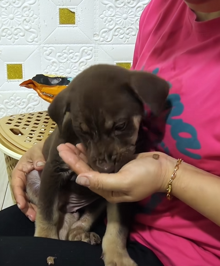 C1410017_Rescue puppy #rescue #animals #rescueanimals #rescuedog #puppy_part2