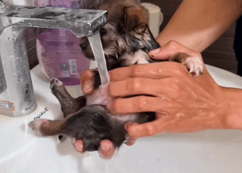C1410018_Rescue puppy #rescue #animals #rescueanimals #rescuedog #puppy #pup…_part2