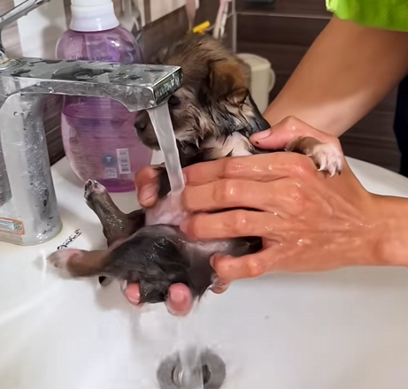 C1410018_Rescue puppy #rescue #animals #rescueanimals #rescuedog #puppy #pup…_part2