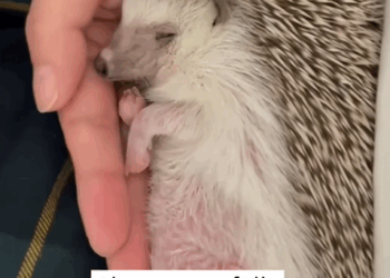 C1410019_During outing, rescued little hedgehog was caught in the…_part2