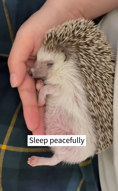 C1410019_During outing, rescued little hedgehog was caught in the…_part2