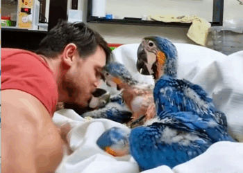 C1410020_Rescue baby parrots #rescue #rescueanimals #animalsoftiktok #animals_part2