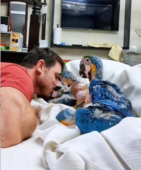 C1410020_Rescue baby parrots #rescue #rescueanimals #animalsoftiktok #animals_part2