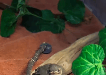 C1410021_Girl saved baby bird pack of dogs adopts it #rescue #res…_part2