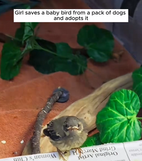 C1410021_Girl saved baby bird pack of dogs adopts it #rescue #res…_part2