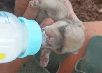 C0210010_Man found tiny puppy in flood waters adopted it #animals #rescue…_part2