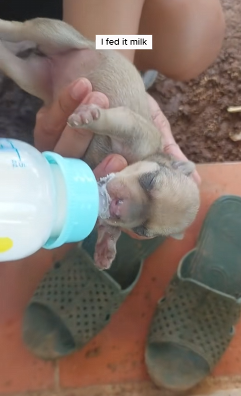 C0210010_Man found tiny puppy in flood waters adopted it #animals #rescue…_part2